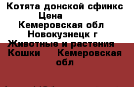 Котята донской сфинкс › Цена ­ 3 000 - Кемеровская обл., Новокузнецк г. Животные и растения » Кошки   . Кемеровская обл.